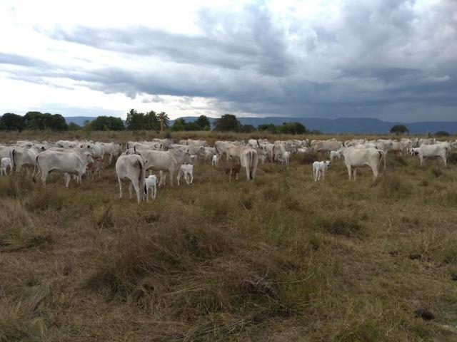 Excelente Fazenda de 1.955,79 Hectares em Formosa-GO - Foto 13