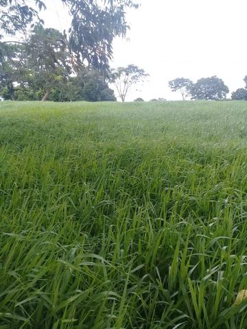 Chacara de 3 alqueires em bela vista 52 km de goiania - Foto 4