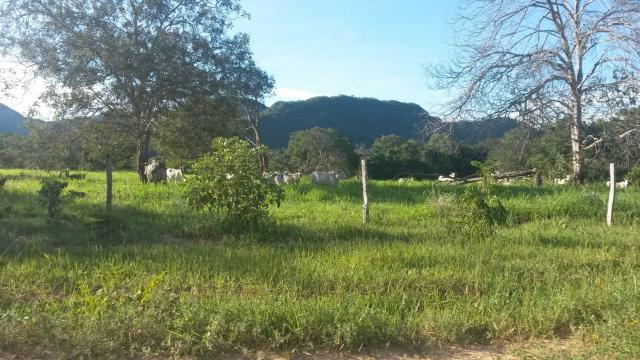 Fazenda de 300 alqueires em cavalcante go - Foto 7