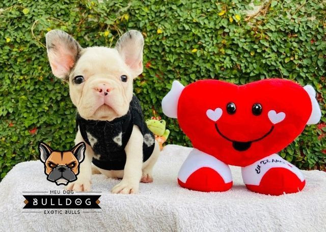 Bulldog frances branco e merle macho