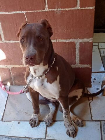 American Bully