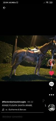 EGUA ÁRABE PURA PRENHA DE 4 MESES