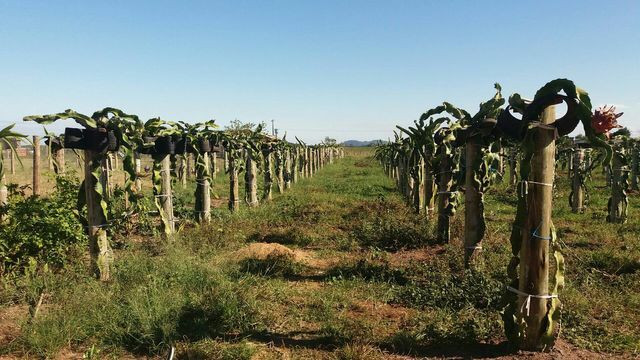 Terreno rural - Foto 3