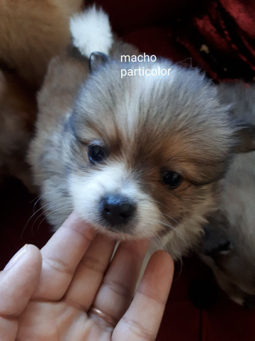 FOFURA! Filhote de Spitz alemão anão macho. Aceito cartão e parcelo. Pedigree opcional - Foto 3