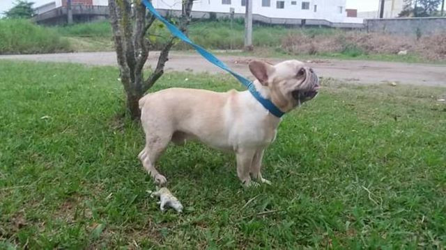 Bulldog Francês (Procura namorada para cobertura)