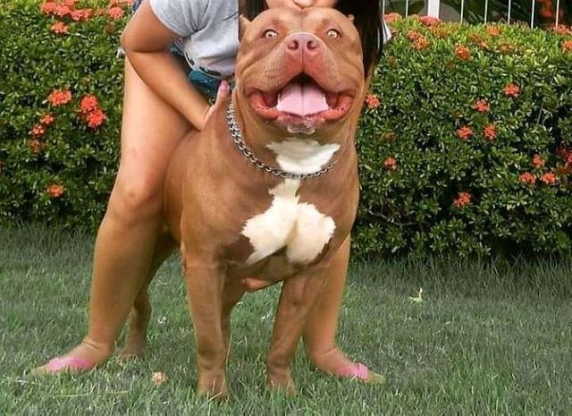 Filhotes de pit monster