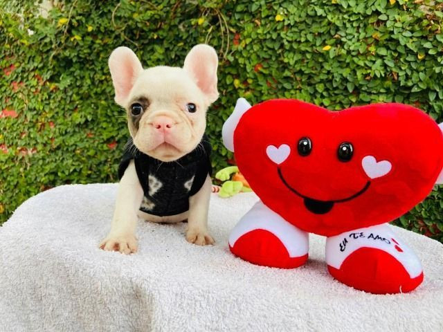 Bulldog frances branco e fulvo macho - Foto 5