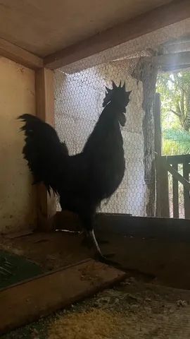 Galo Ayam Cemani  - Foto 4