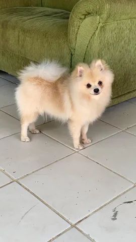 Spitz alemão 