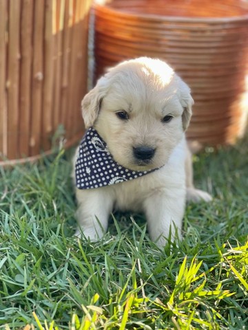 Lindos Golden retriver @canilcanaa