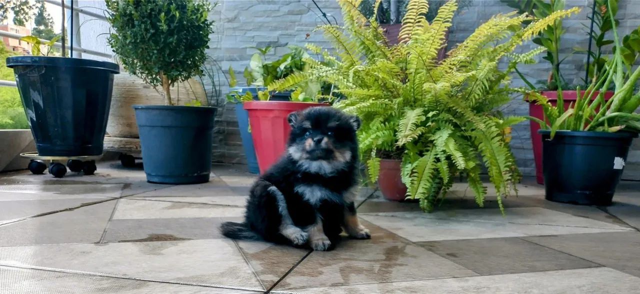 PROMOÇÃO  ULTIMO MACHINHO SPITZ  MICRO