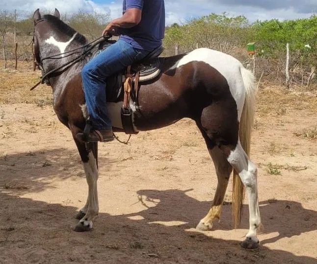 Potra Campolina  - Foto 5