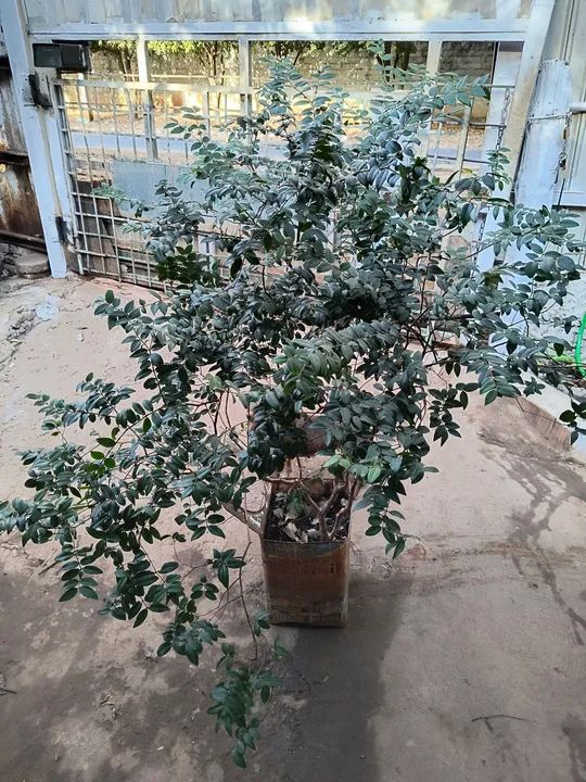 Mudas de jabuticaba 