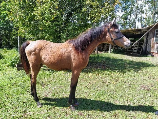 Potra puro sangue Árabe