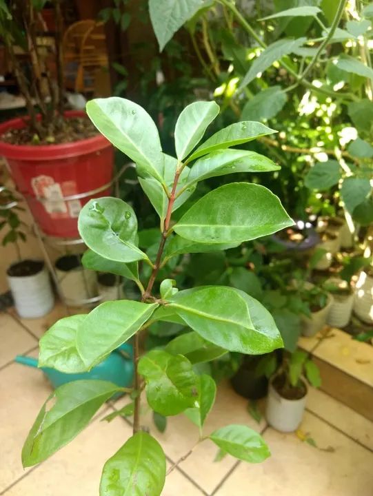 Vendo Mudas de Araçá Vermelho - Guarulhos  - Foto 4