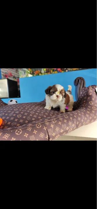 Shih tzu mini fêmea $2.400,00 - Foto 2