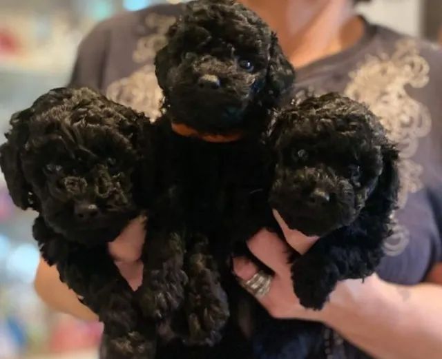 Poodle filhotes, preto a pronta entrega 