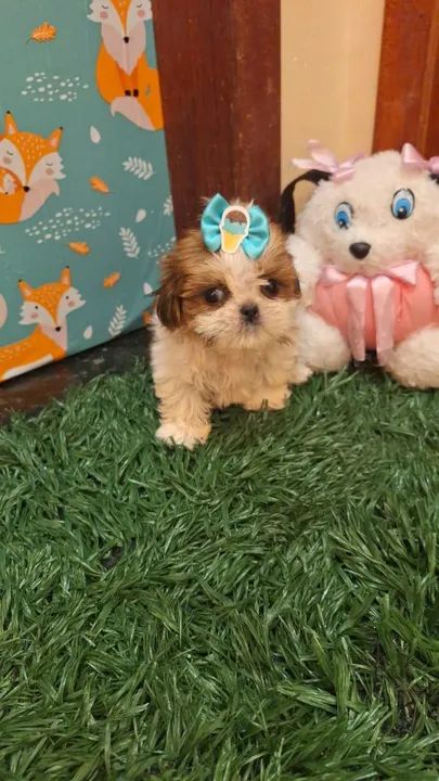 Shitzu (pagamento somente na entrega ) - Foto 3