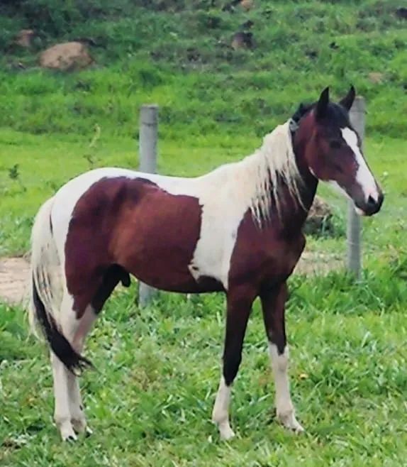 Potro mangalarga  - Foto 3