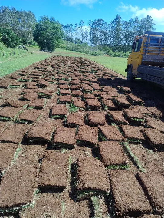 Grama em placas para jardim