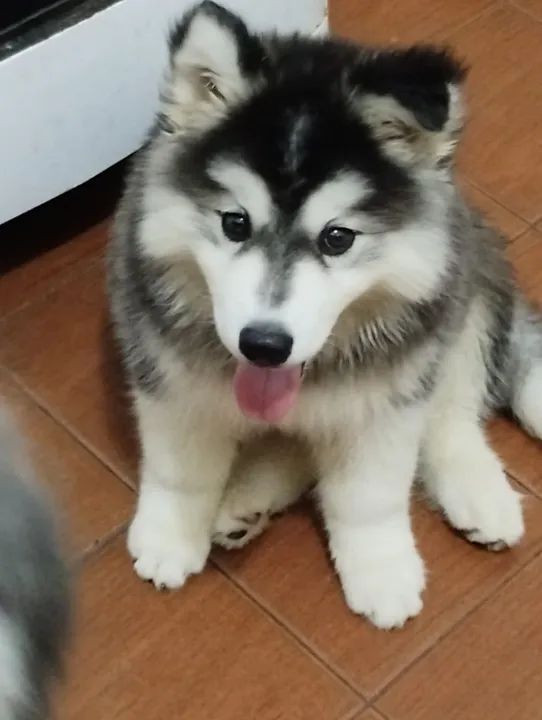 Filhote Husky Siberiano wooly  - Foto 4