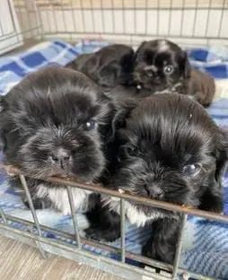 Lindos filhotes Shih Tzu fêmea e macho