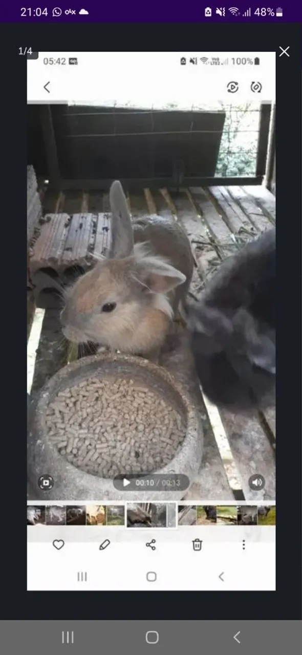 Vendo mini coelhos
