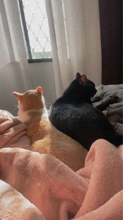 Doação responsável  - Foto 3