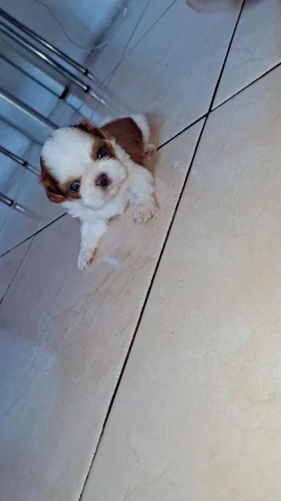 Filhote Shih Tzu - Foto 6