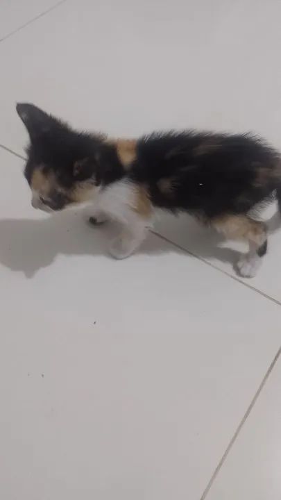 Estou doando duas gatinhas interessados ligar para * campos dos Goytacazes  - Foto 5