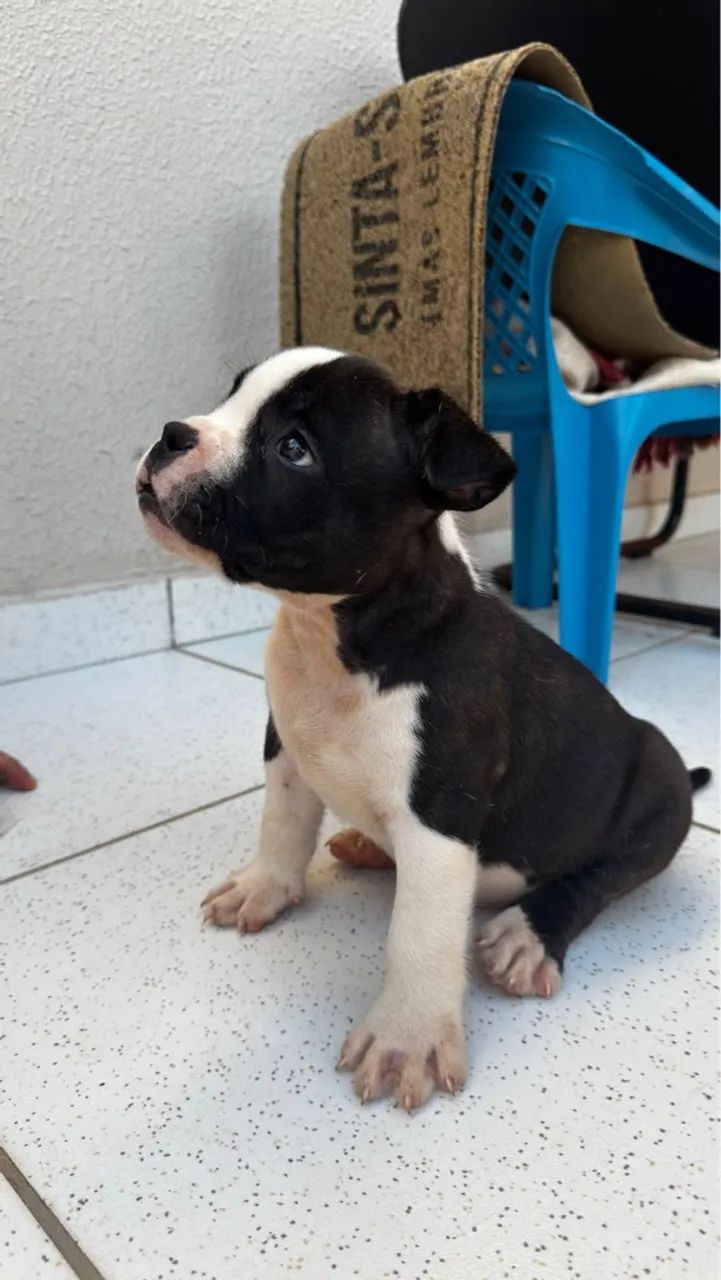 Filhotes de American Bully - Foto 5