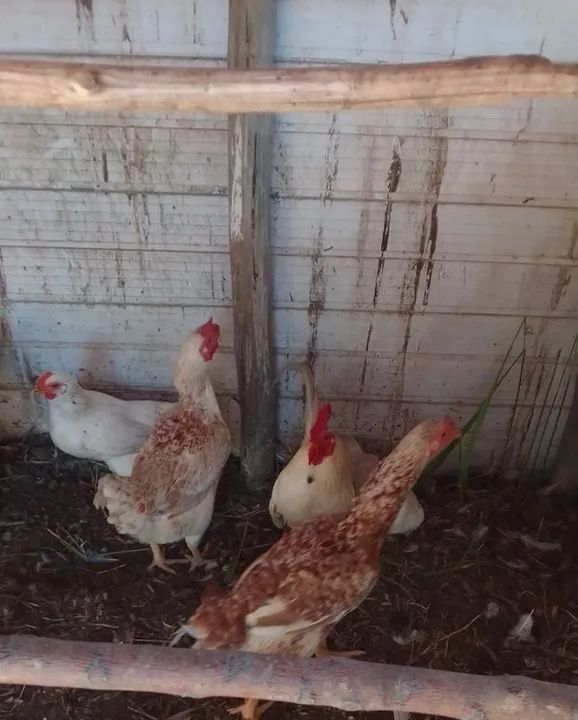 GALINHAS CAIPIRAS LINDAS E SAUDÁVEIS! - Foto 6