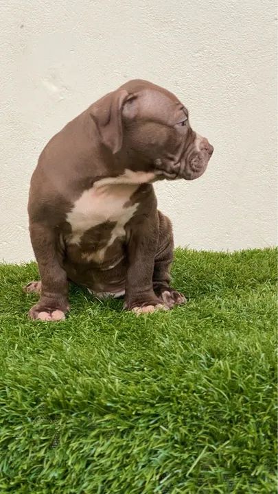  filhotes de Pitbull - Foto 4