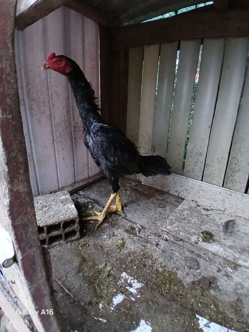 Galinha 64304560509315121