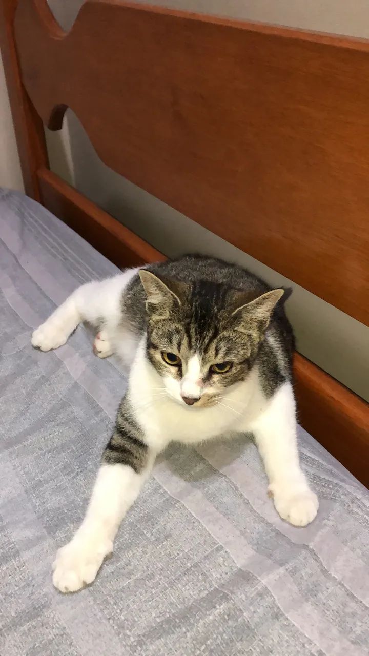 gatinha filhote para adoção