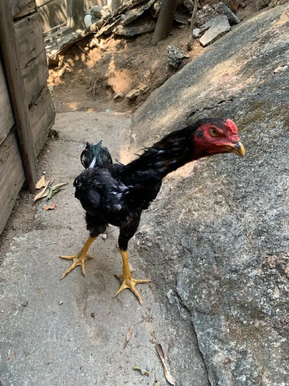 Frango Disponível Raça Índio Mura 