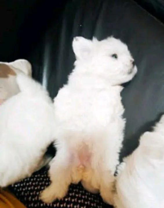 Maltês macho Bay face  - Foto 5