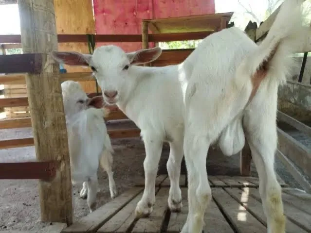 Cabritinhos para doação!!