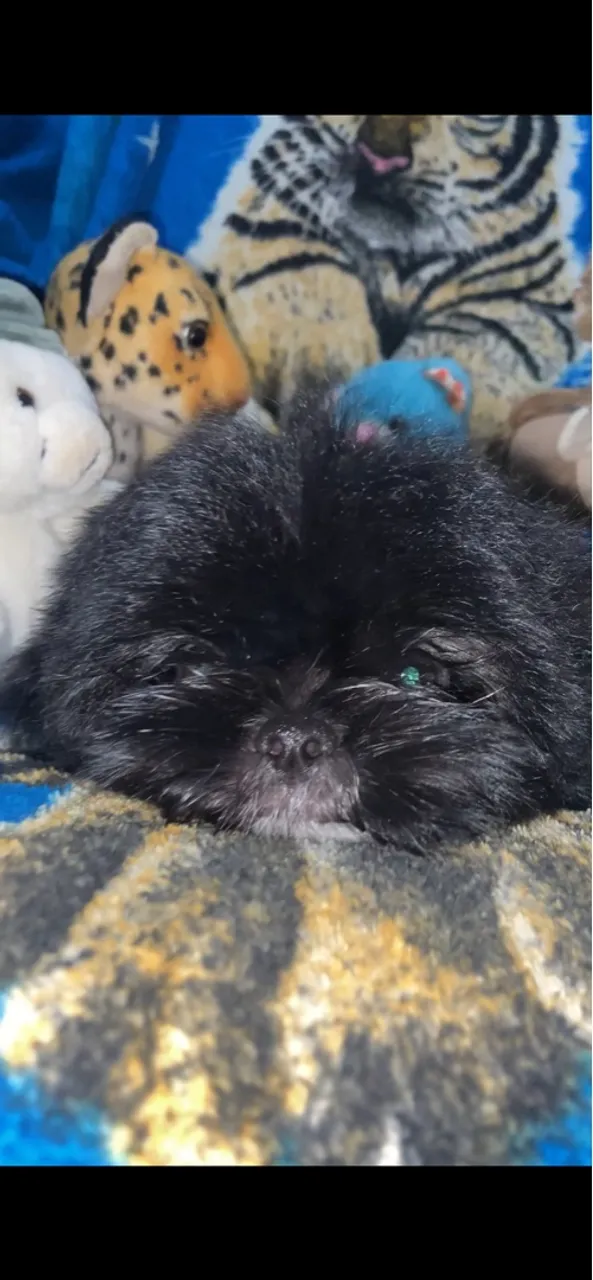 Filhote de shih tzu  disponível para venda!