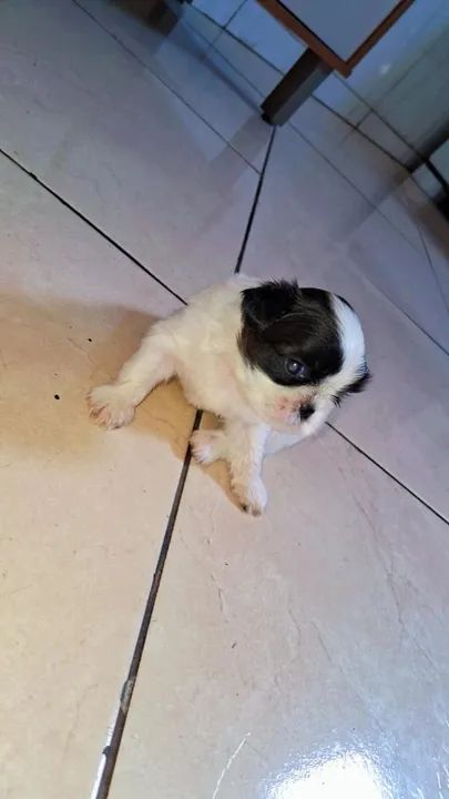 Filhote Shih Tzu - Foto 5
