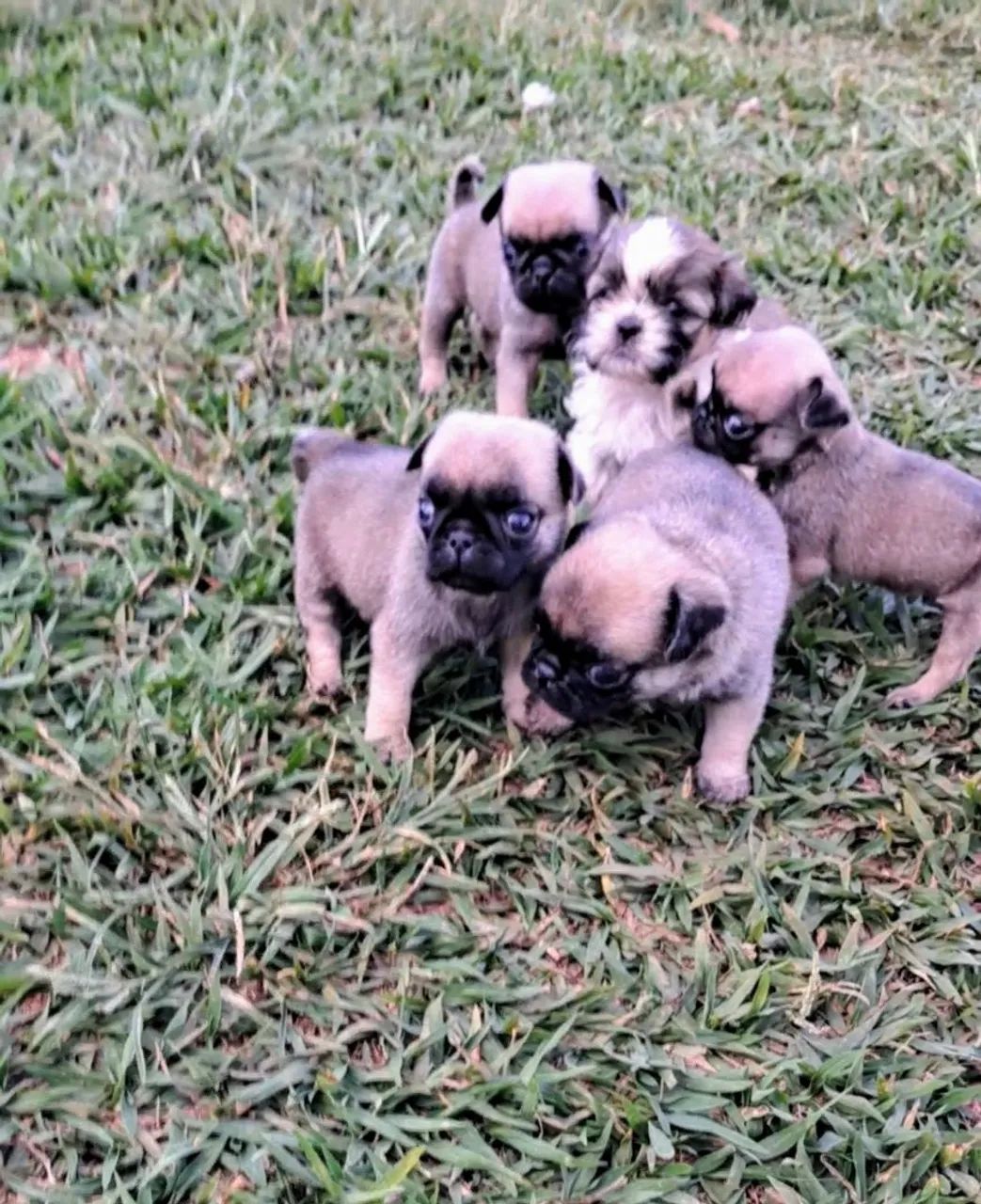 Shih Tzu Fêmea - Linda e Carinhosa - Foto 5