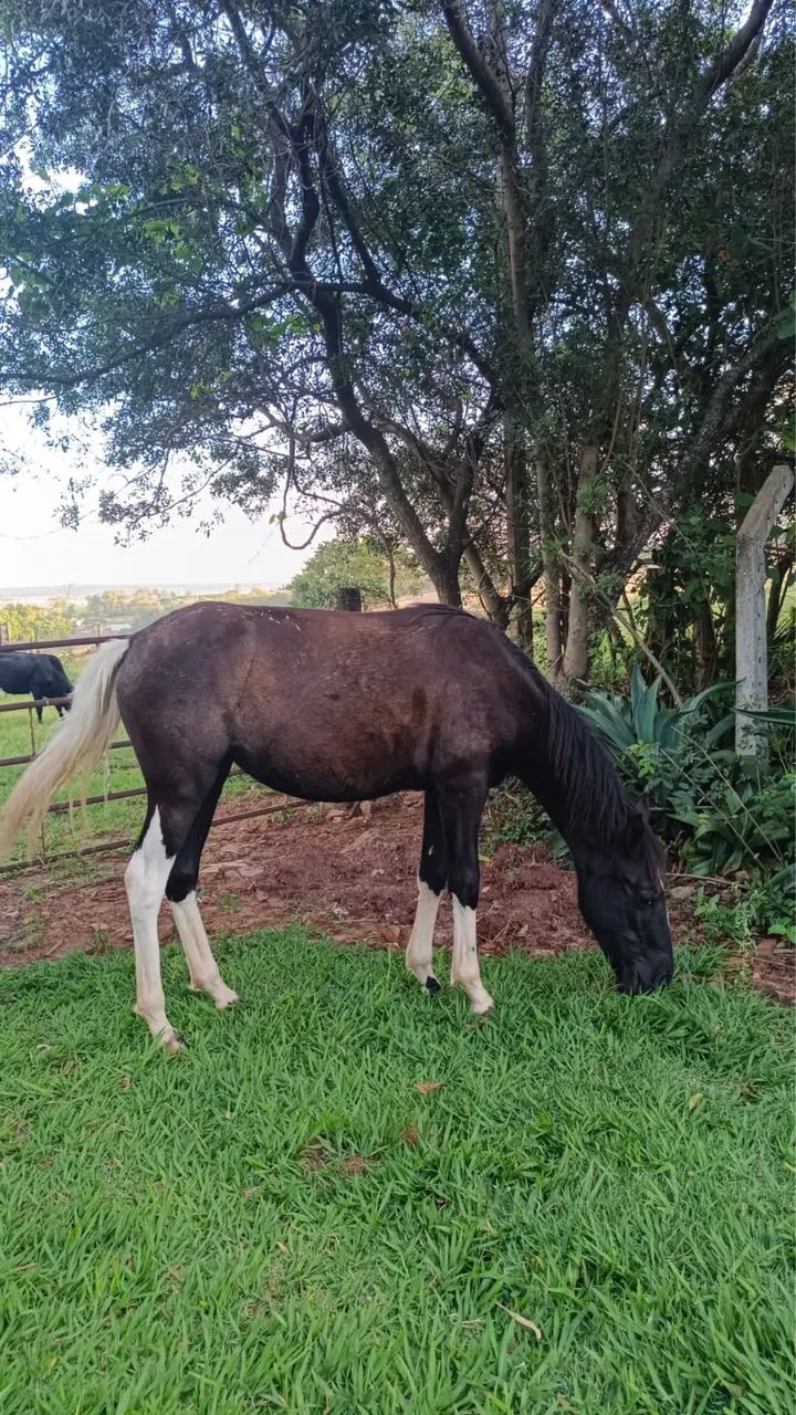 Égua, Potra - Foto 2