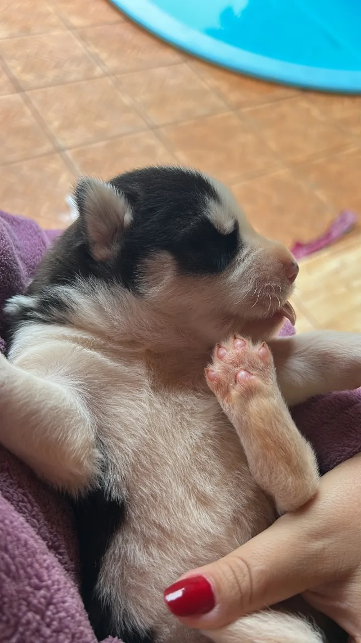 Filhotes de Husky Siberiano