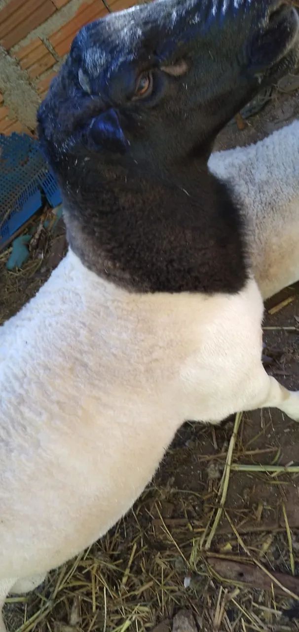 Carneiro Dorper Buria  - Foto 3