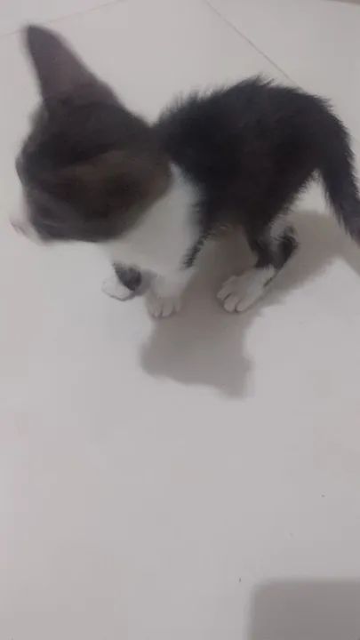 Estou doando duas gatinhas interessados ligar para * campos dos Goytacazes  - Foto 6