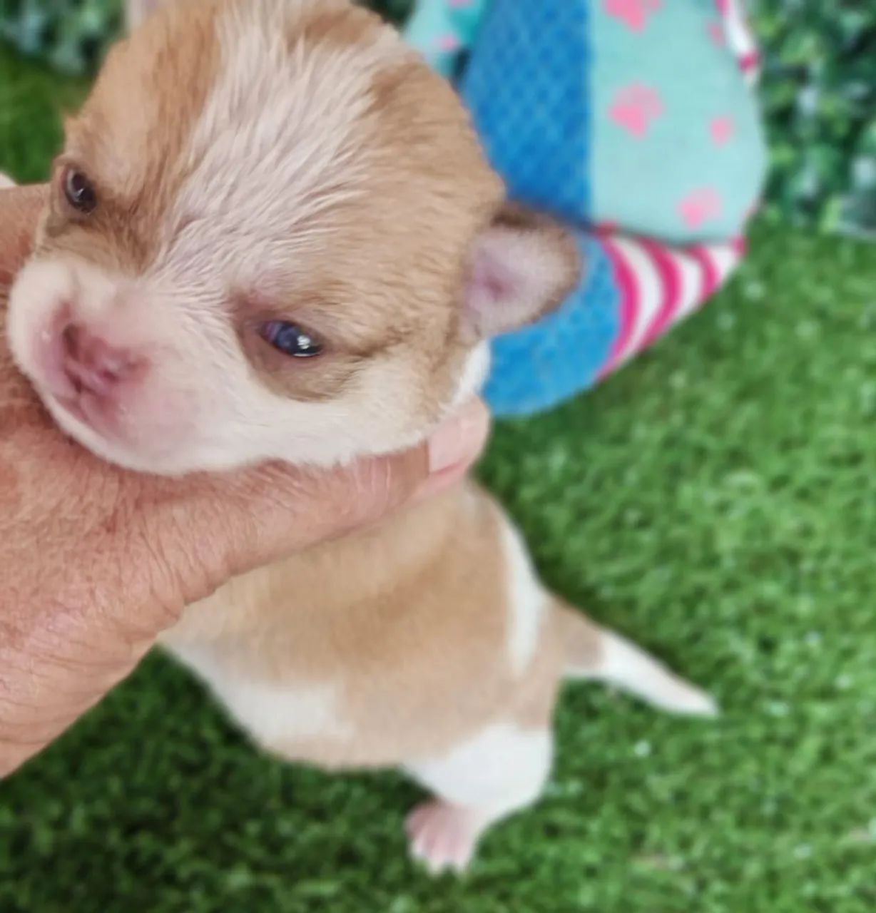 Chihuahua macho Pêlo curto disponivel para reserva  - Foto 4