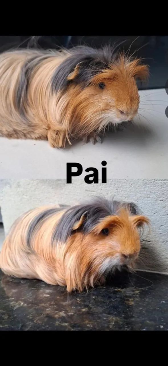 Porquinho da india sheltie 