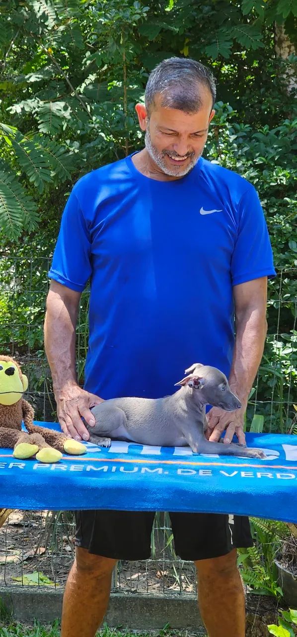 Galgo Italiano Menorzinho Cinza - Foto 2