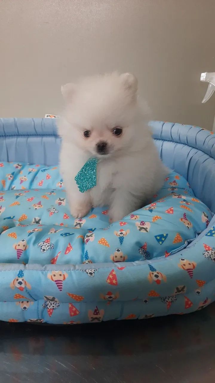 Spitz alemão macho anão mini 10x 280