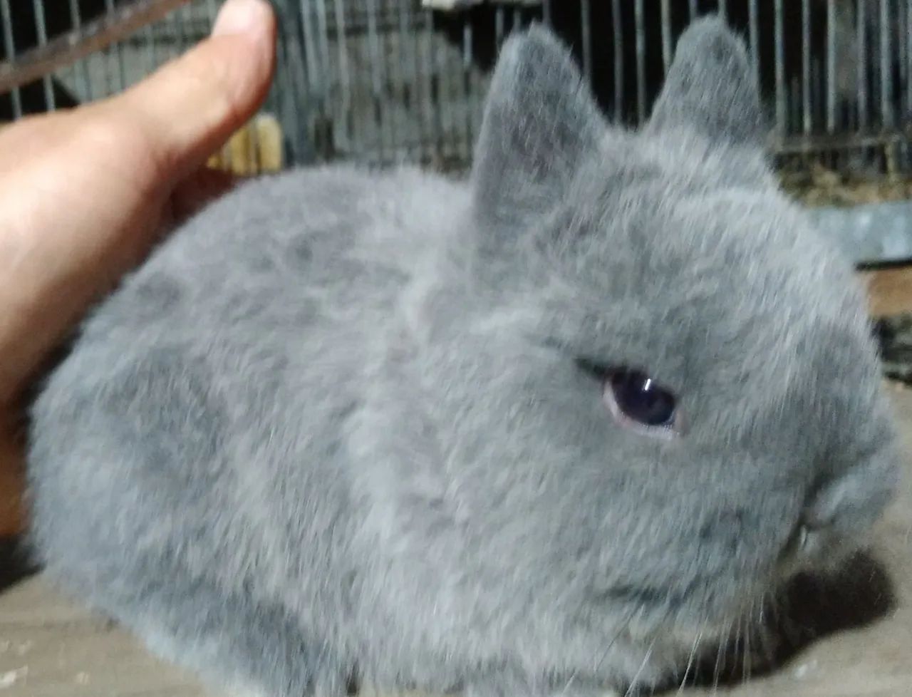 Mini coelhos netherland - Foto 5